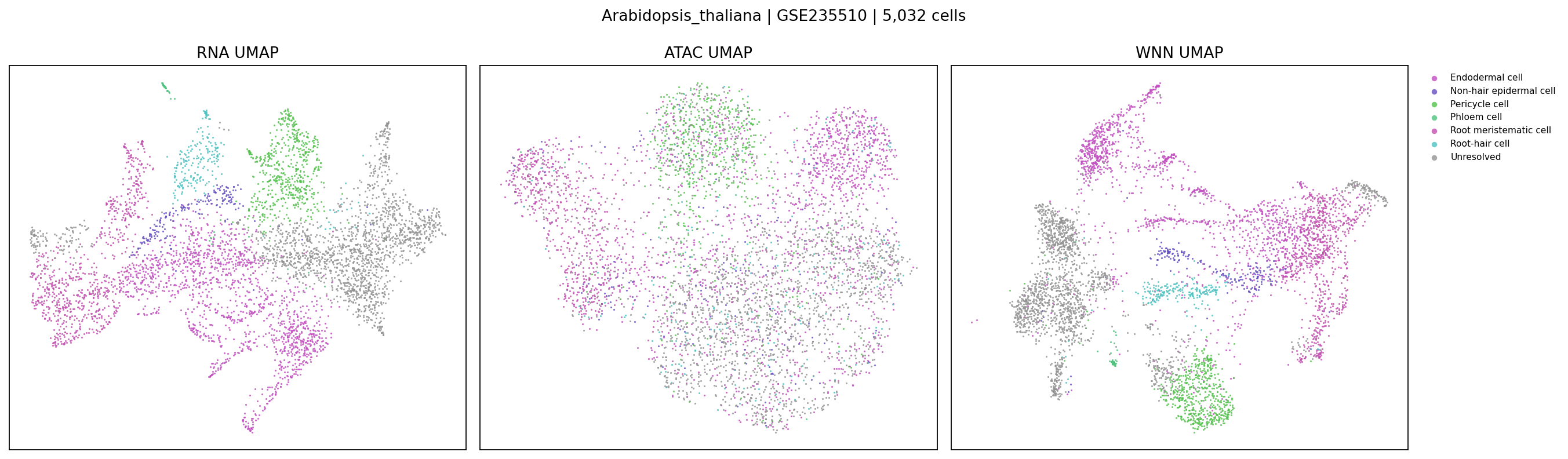 Arabidopsis multiome UMAP example